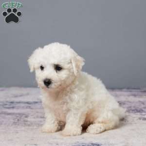 Porter, Bichon Frise Puppy